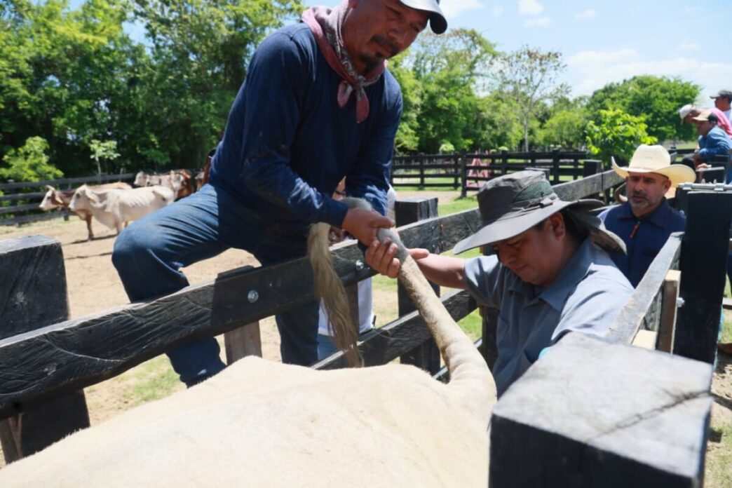 Entrega Gobierno de Quintana Roo apoyo histórico en mejora genética de ganado