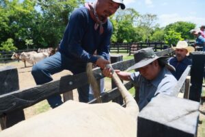 Entrega Gobierno de Quintana Roo apoyo histórico en mejora genética de ganado