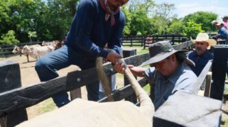 Entrega Gobierno de Quintana Roo apoyo histórico en mejora genética de ganado