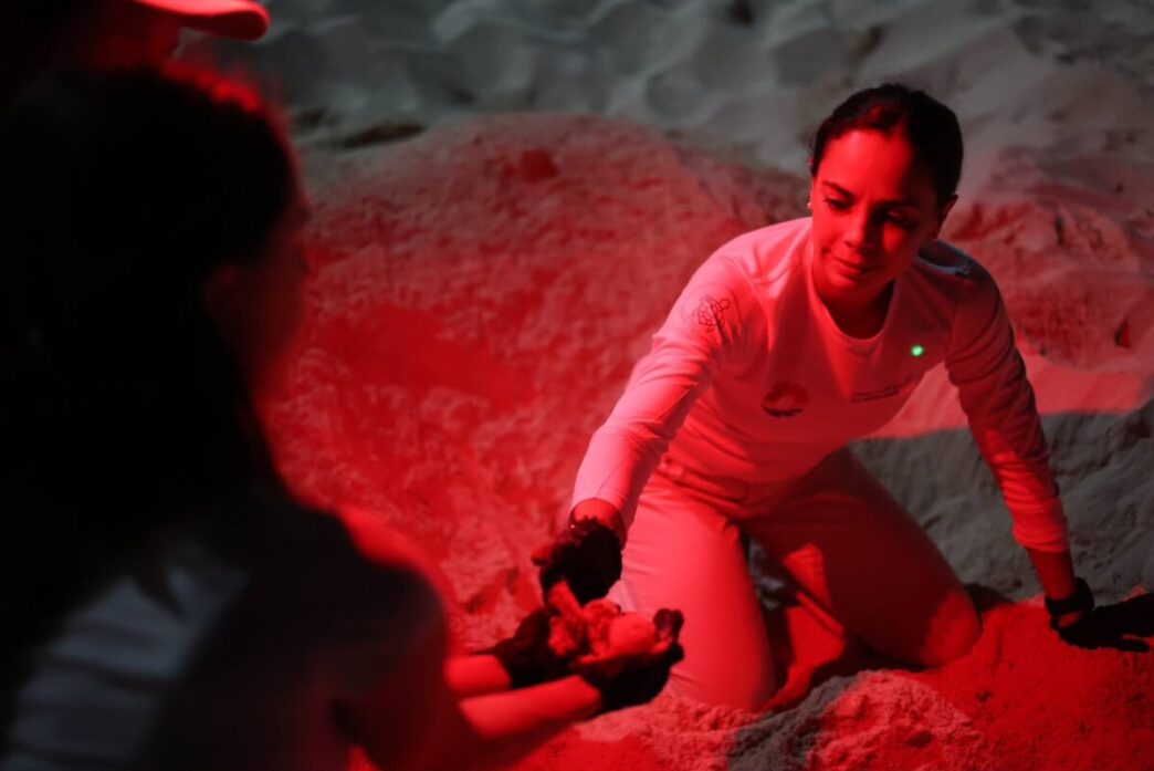 Cancún fortalece la protección de las tortugas marinas con más de 130 mil huevos resguardados