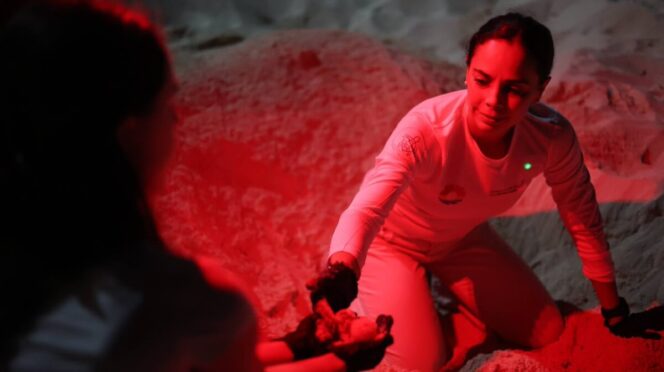 Cancún fortalece la protección de las tortugas marinas con más de 130 mil huevos resguardados