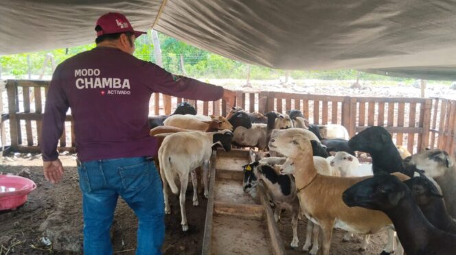 Gobierno de Estefanía Mercado fortalece la actividad pecuaria con atención veterinaria especializada en comunidades rurales