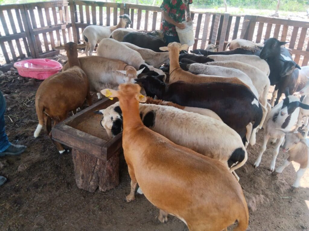Gobierno de Estefanía Mercado fortalece la actividad pecuaria con atención veterinaria especializada en comunidades rurales