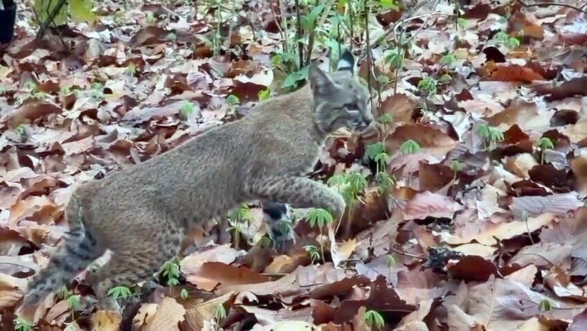 Rescatan y liberan lince en Tlajomulco