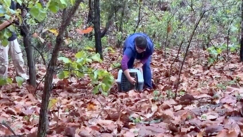 Rescatan y liberan lince en Tlajomulco