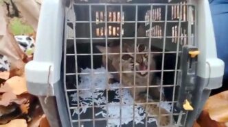 Rescatan y liberan lince en Tlajomulco