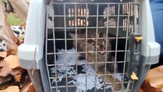Rescatan y liberan lince en Tlajomulco