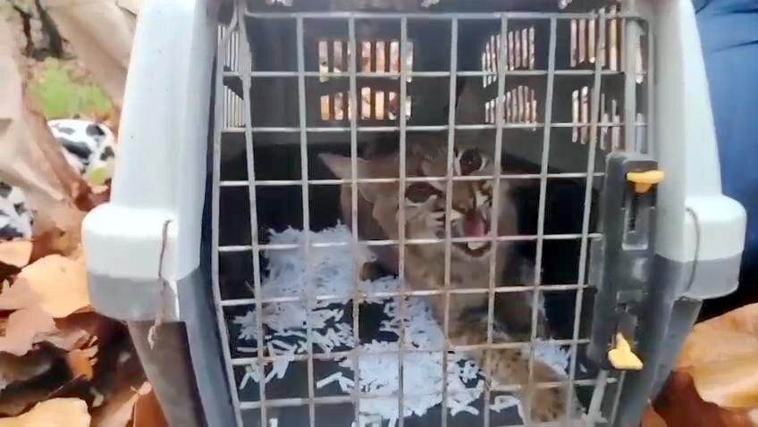 Rescatan y liberan lince en Tlajomulco