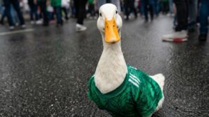 Merlín embajador del Mundial 2026: la FIFA nombra al famoso pato de CDMX como representante oficial