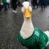 Merlín embajador del Mundial 2026: la FIFA nombra al famoso pato de CDMX como representante oficial
