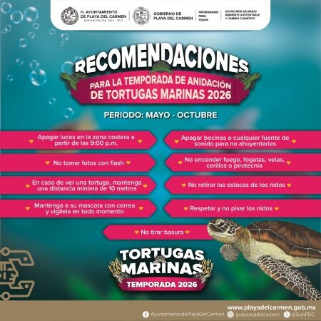 Temporada de anidación de Tortugas Marinas - Playa del Carmen
