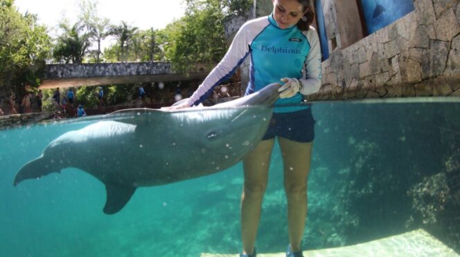Celebra Delphinus una década acreditada como autoridad en bienestar animal