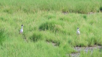 Ecatepec regenera 800 hectáreas del lago de Texcoco con el humedal El Caracol