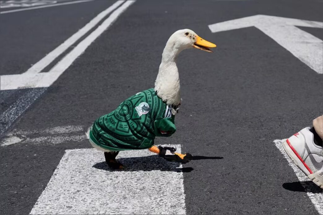 Sheinbaum busca al pato Merlín para invitarlo a la mañanera tras su éxito en el Mundial 2026