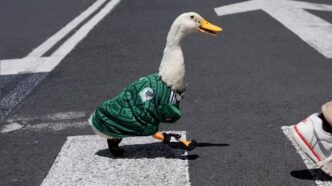 Sheinbaum busca al pato Merlín para invitarlo a la mañanera tras su éxito en el Mundial 2026