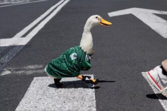 Sheinbaum busca al pato Merlín para invitarlo a la mañanera tras su éxito en el Mundial 2026