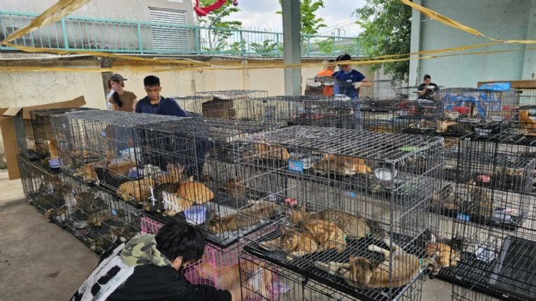 Rescate de más de 400 gatos en Vietnam expone red de comercio ilegal de animales