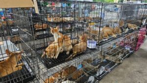 Rescate de más de 400 gatos en Vietnam expone red de comercio ilegal de animales