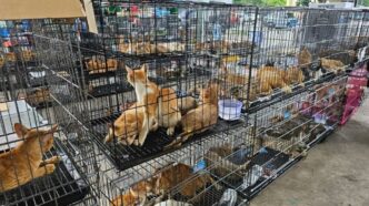 Rescate de más de 400 gatos en Vietnam expone red de comercio ilegal de animales
