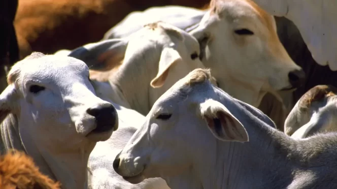 Estados Unidos suspende exportación de ganado a México por riesgo del Gusano Barrenador