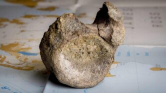 Descubren el primer fósil de dinosaurio hallado en la Antártida