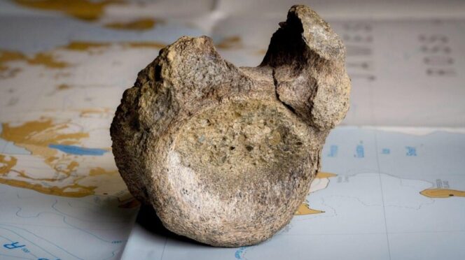 Descubren el primer fósil de dinosaurio hallado en la Antártida