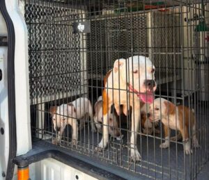 Rescatan siete perros por presunto maltrato animal