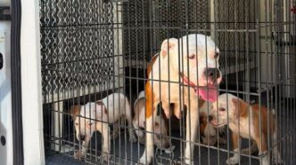 Rescatan siete perros por presunto maltrato animal