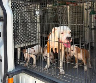 Rescatan siete perros por presunto maltrato animal