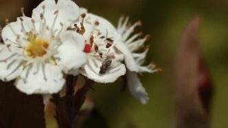 Moscas estériles contra el gusano barrenador: la historia detrás de la planta que México inaugura en Chiapas