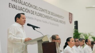 Yucatán refuerza vigilancia por marea roja