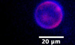 Crean la primera célula sintética con ciclo de vida completo