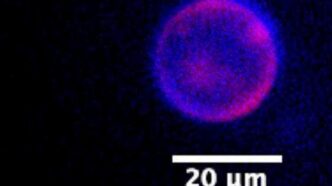 Crean la primera célula sintética con ciclo de vida completo