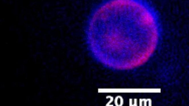 Crean la primera célula sintética con ciclo de vida completo