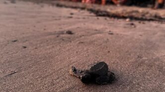 Preparan corral para tortugas marinas
