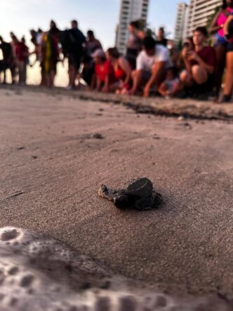 Preparan corral para tortugas marinas