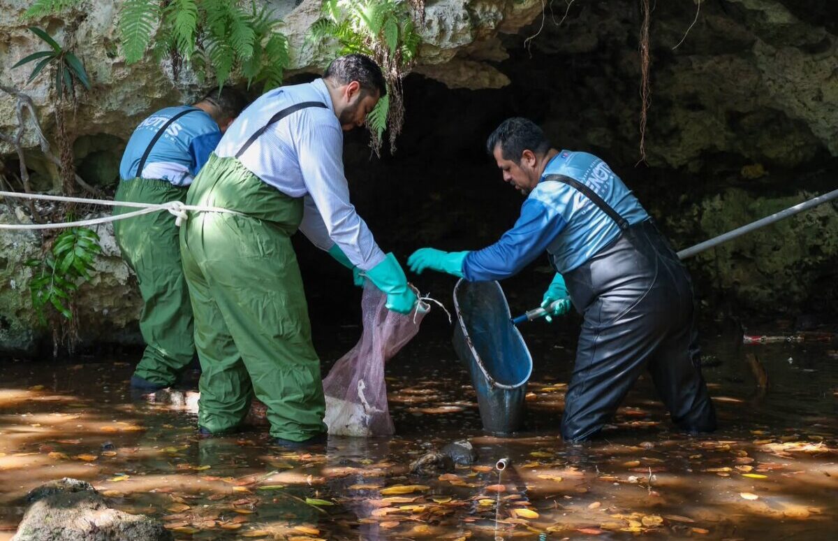 Busca Ayuntamiento de BJ Conciencia Ciudadana con Limpieza continua de cenotes