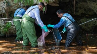 Busca Ayuntamiento de BJ Conciencia Ciudadana con Limpieza continua de cenotes