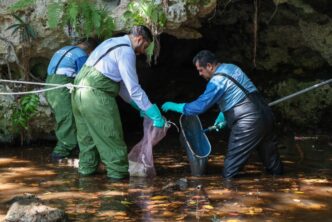 Busca Ayuntamiento de BJ Conciencia Ciudadana con Limpieza continua de cenotes