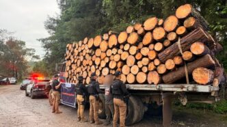 Aseguran madera sin documentos en carretera de Jalisco