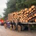 Aseguran madera sin documentos en carretera de Jalisco