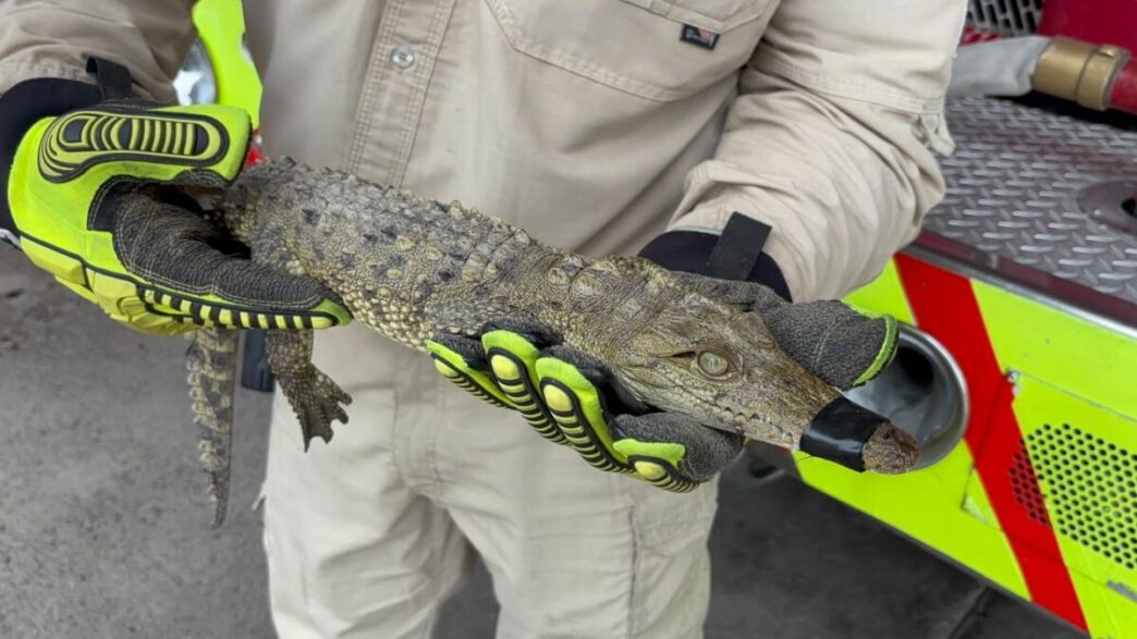 Resguardan cocodrilo hallado en colonia de Tonalá