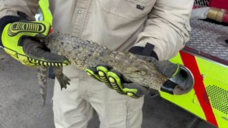 Resguardan cocodrilo hallado en colonia de Tonalá