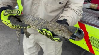 Resguardan cocodrilo hallado en colonia de Tonalá