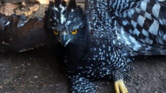 La Conanp registró por primera vez al Águila Tirana en la Sierra Gorda — y está a 150 kilómetros de donde debería estar