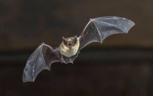 Niño muere de rabia tras contacto con un murciélago