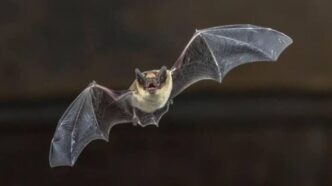 Niño muere de rabia tras contacto con un murciélago