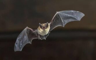 Niño muere de rabia tras contacto con un murciélago