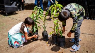 Más de 80 mil árboles se han plantado en Sinaloa mediante las jornadas de arborización que impulsa SEBIDES