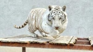 Profepa clausura Animal Experience, asegura nueve animales y espera la necropsia del tigre Kenzo: la procuradora detalla el disparo